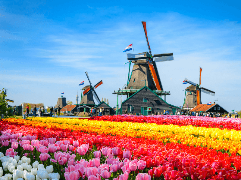 Những điều ít người biết về cối xay gió Hà Lan